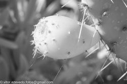 Infrared Film Image Detail with Infrared Filter