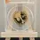 Thumbnail: 2015 S $1 Harry S Truman Dollar ANACS PR70DCAM