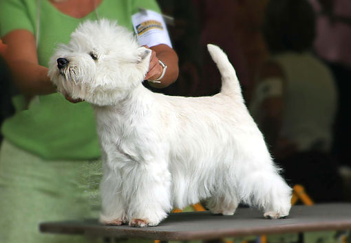 West Highland Terrier at dog show. Photo by Laura