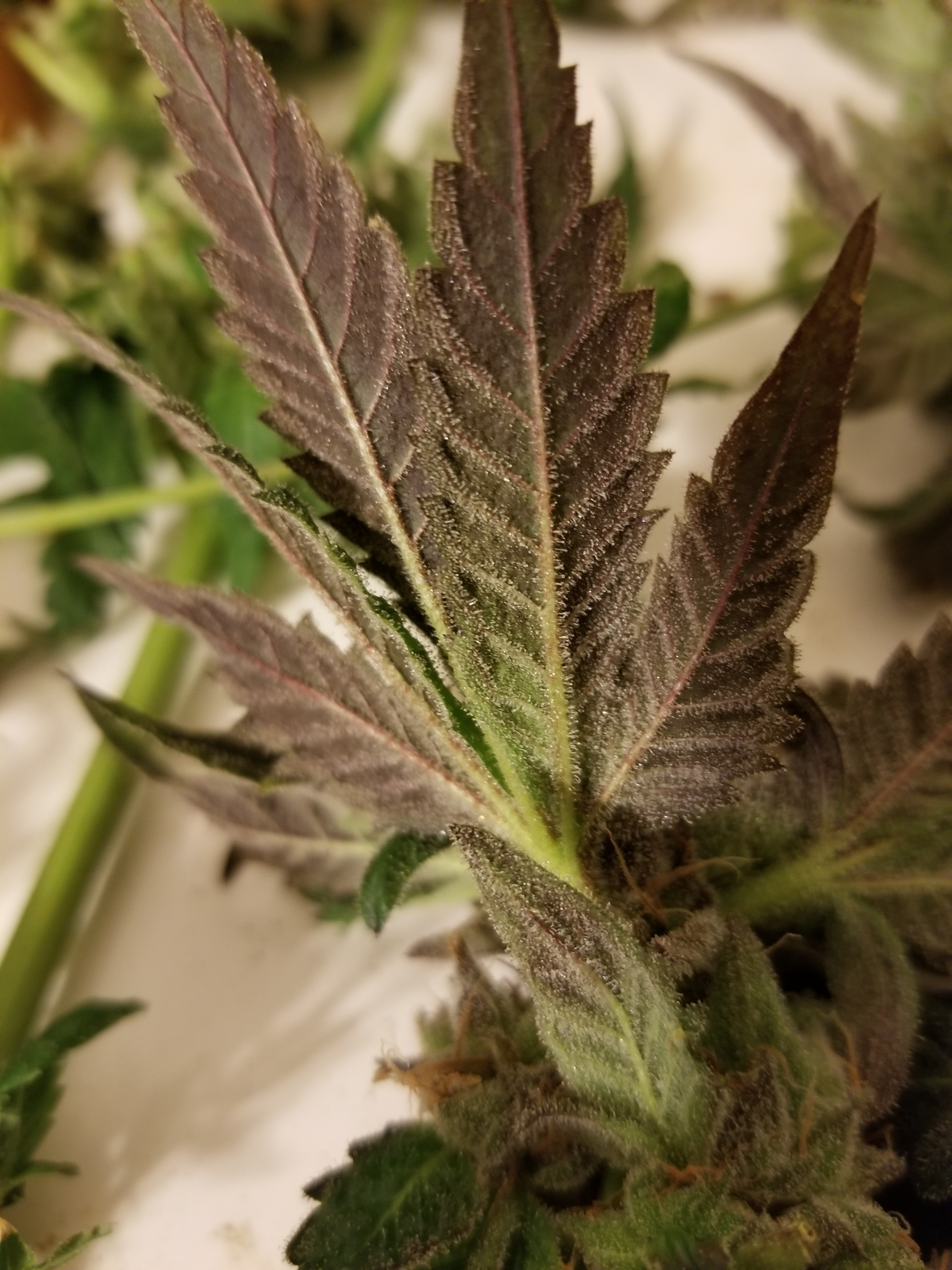 OMFG x Moon Dust (10 seeds)