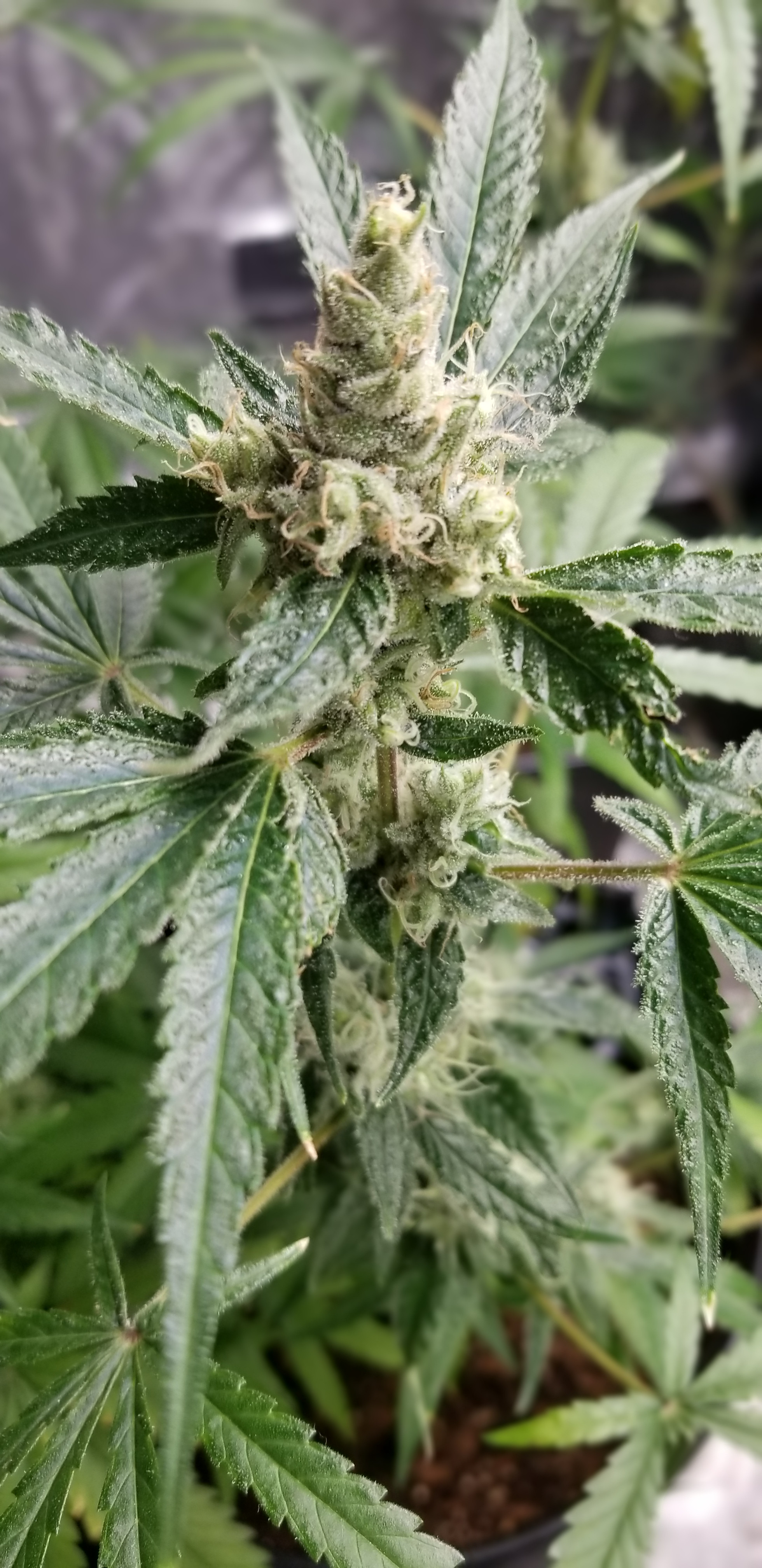 Moon Dust F2 (10 seeds)