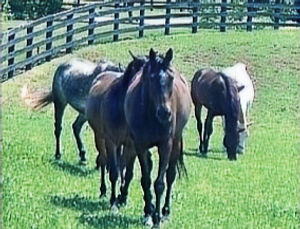 Remy and friends_edited_edited.jpg