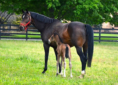 Breeding- left of text_edited.jpg