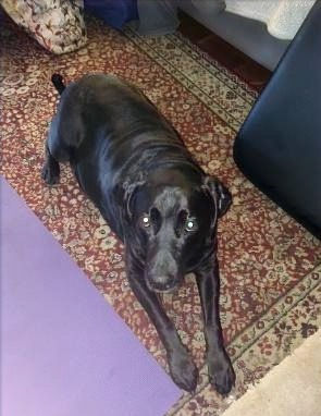 Blackdog_edited.jpg