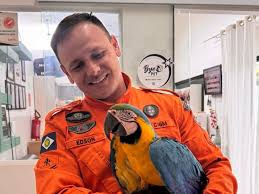 arara-canindé resgatada com suspeita de intoxicação em Peixoto de Azevedo