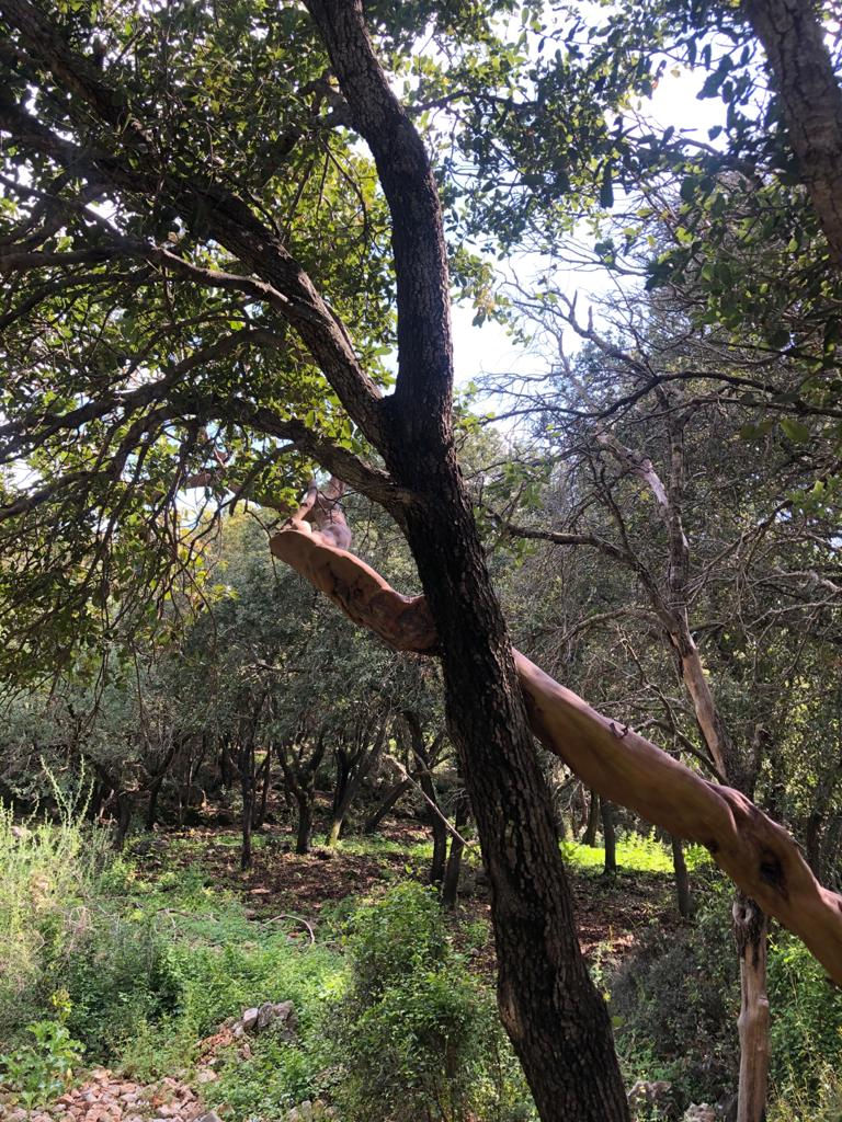 חיבור בין אלון לקטלב בכרמל, חורף 2020