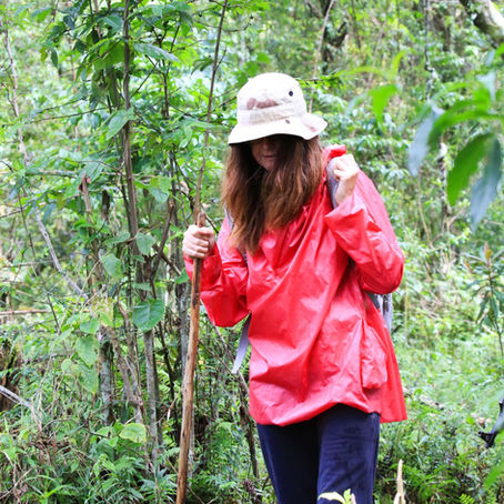 Exclusive Gorilla Trekking in Rwanda & Gorilla Habituation in Uganda: The Ultimate Primate Experience!