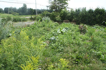 jardin perchoir.jpg