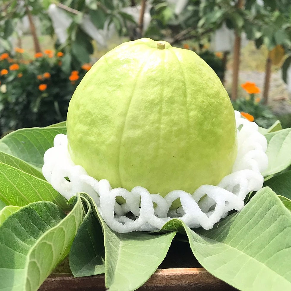 縮圖：葉爸爸優鮮芭樂