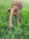 pups 1.jpeg