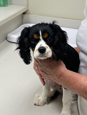 Millie_The Smiths.jpg