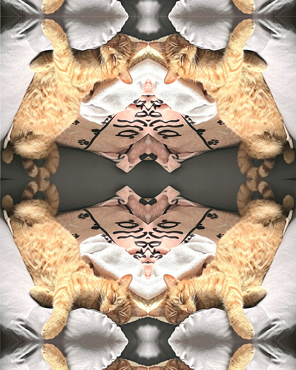 Abstract Fine Art Pet Photography mirror images of sleeping ginger cat on his bed with nearby blanket