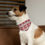 Thumbnail: VD Pet Bandana Collar