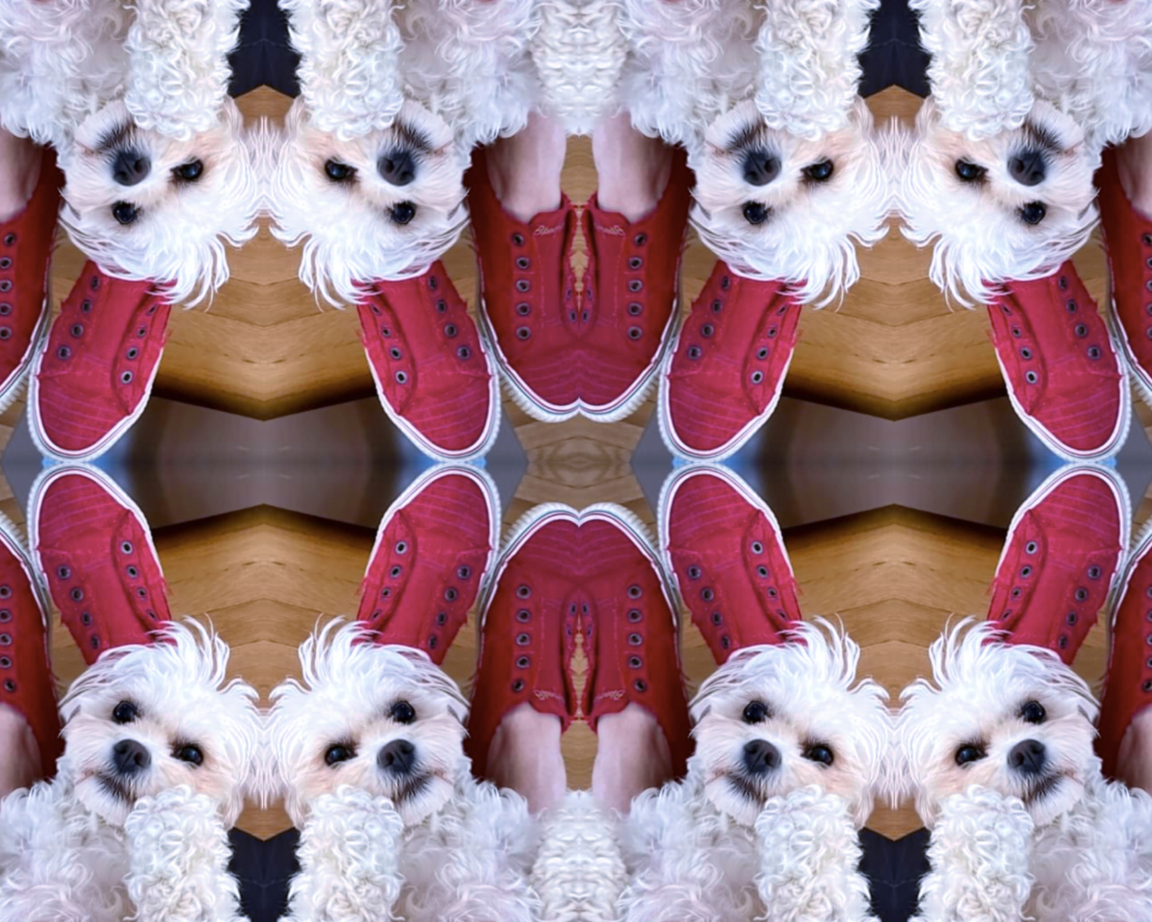 Abstract Fine Art Pet Photography mirror images of little white cavapoo dog laying on legs with red sneakers