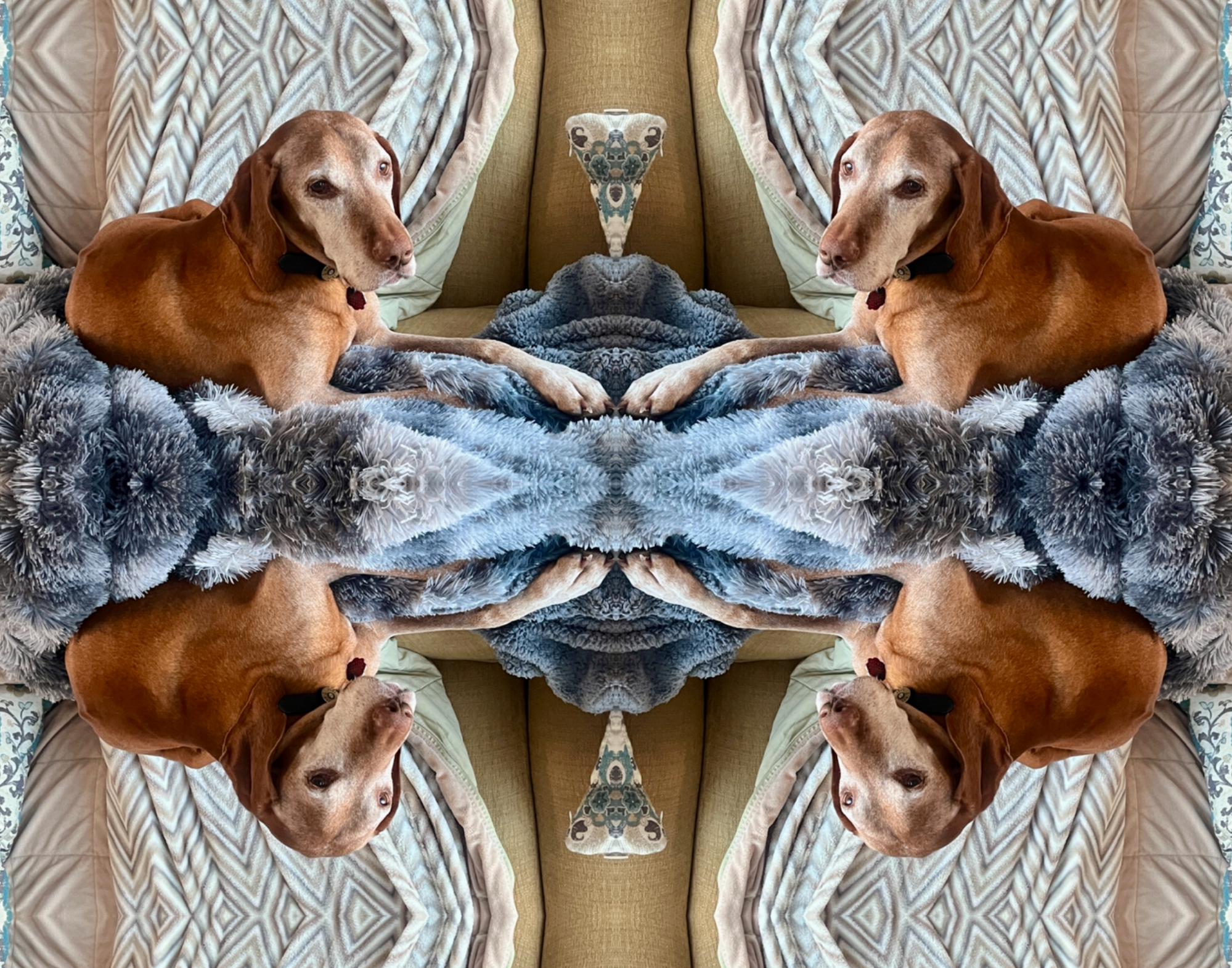Ricky | Abstract Fine Art Pet Photography