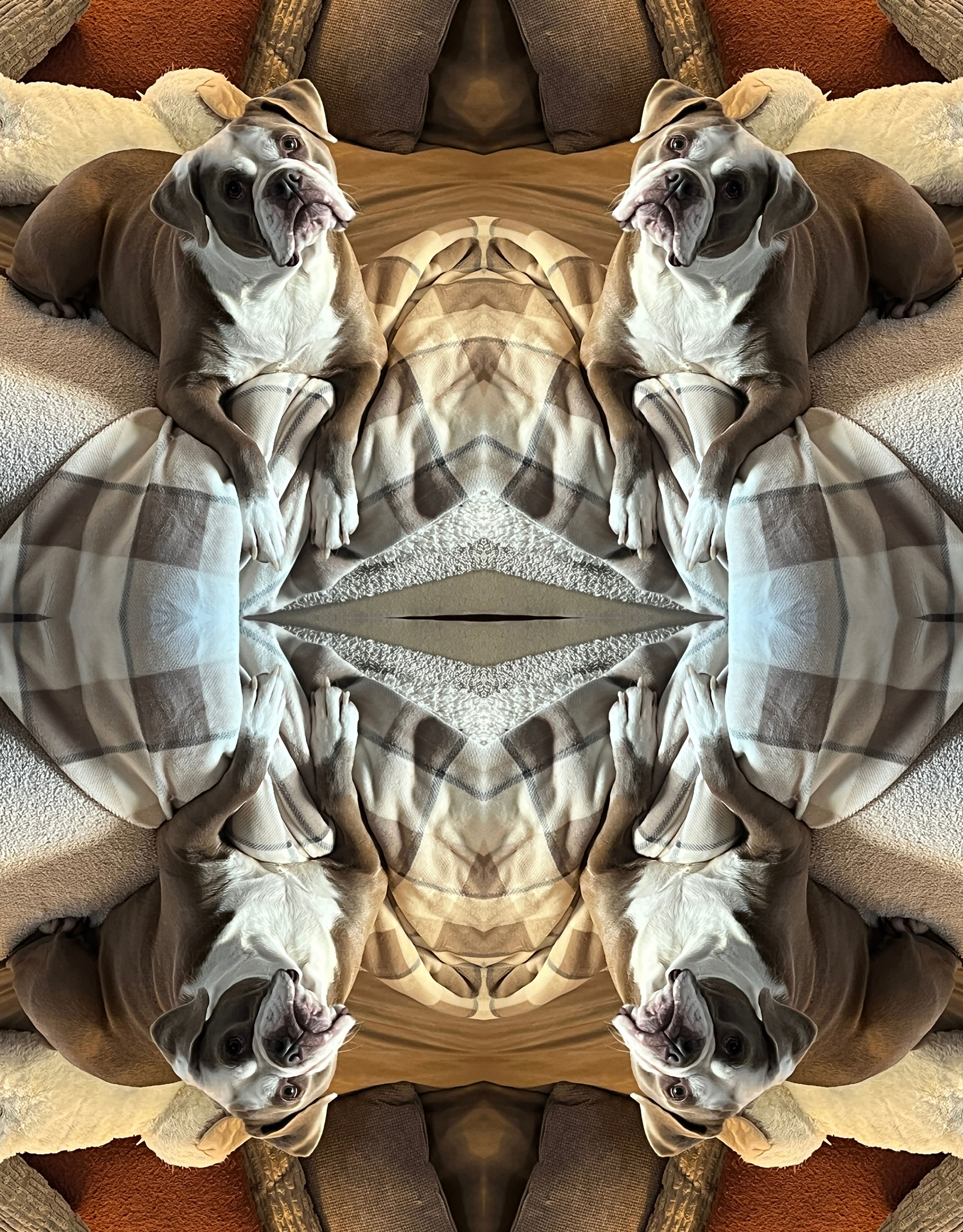 Shelby | Abstract Fine Art Pet Photography