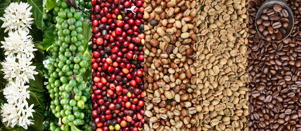 Brew Line Chicago Coffee