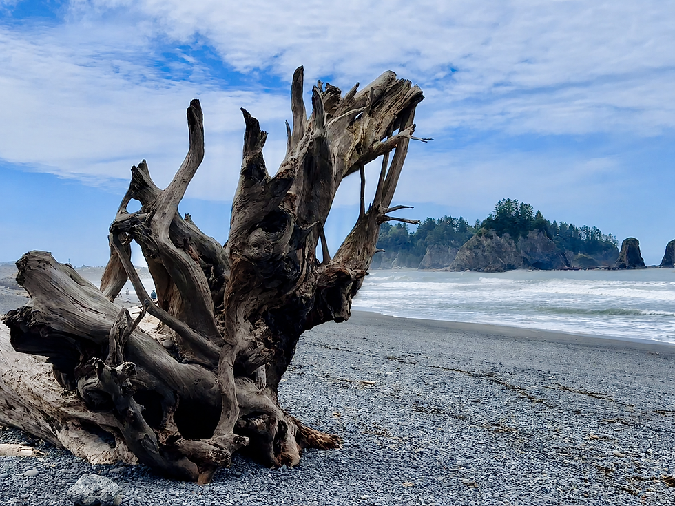 Olympic National Park - perła stanu Washington
