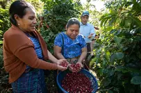 Brew Line Chicago Coffee