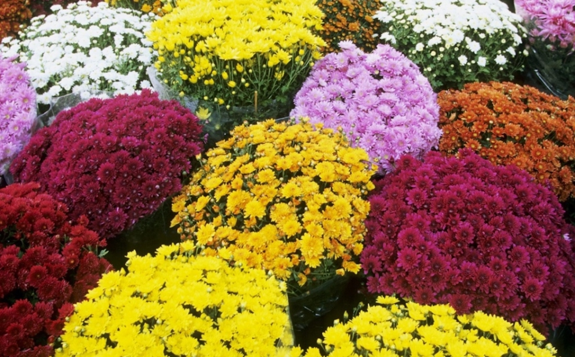 Jardin d'automne:: Les chrysanthèmes, symboles de l'automne