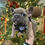 Thumbnail: Feisty Frenchie Companion - Jack - Male