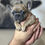 Thumbnail: Sweet Frenchie Companion - Mocha - Female