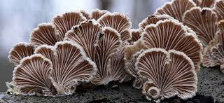 Mycelium