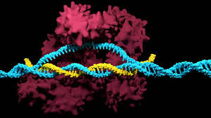 CRISPR