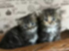 ragamuffin kittens