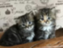 ragamuffin kittens
