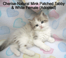 mink ragamuffin kittens