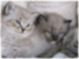 ragamuffin breeders canada