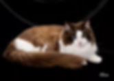 ragamuffin kittens for sale