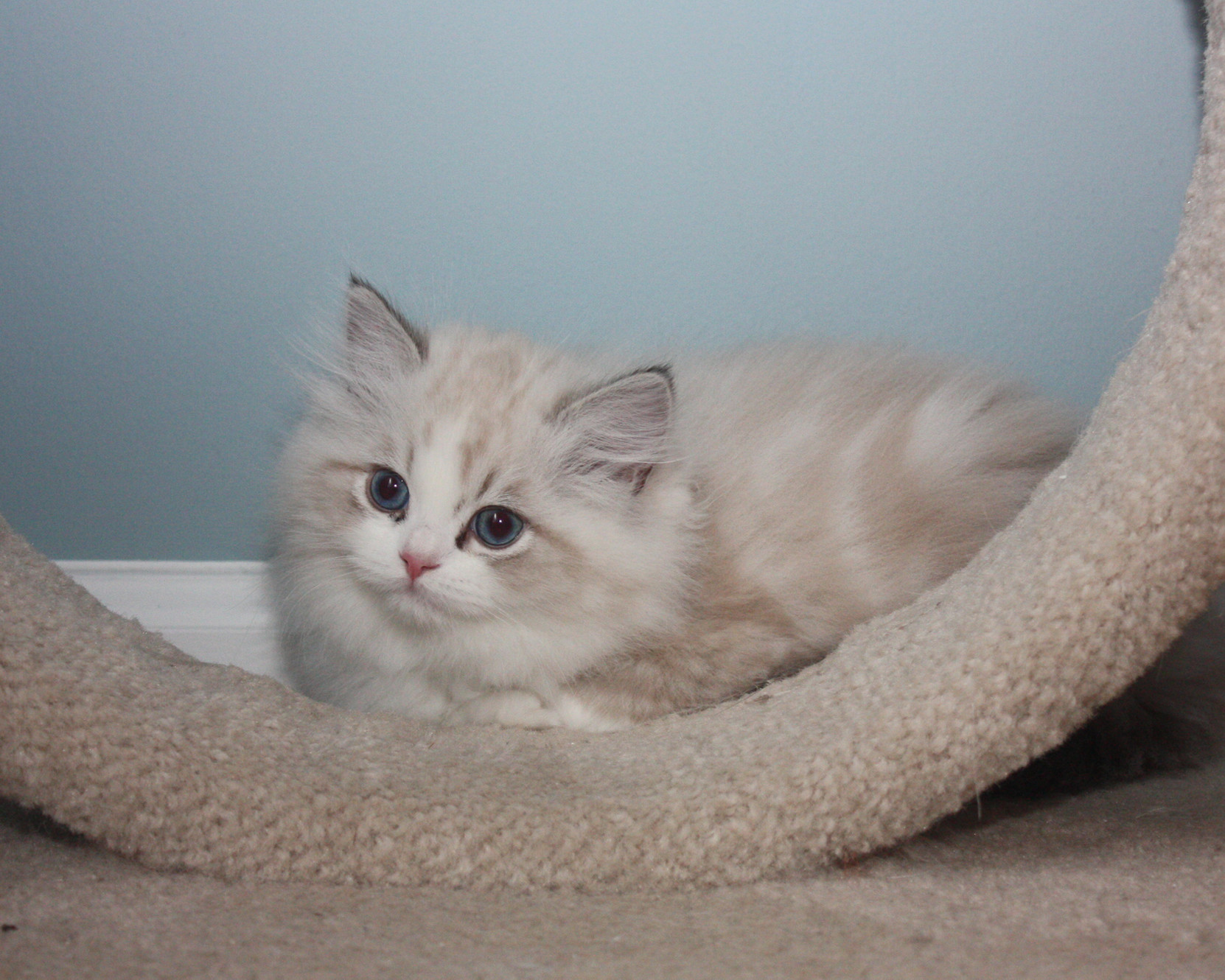 The RagaMuffin Kitten Breeders Society