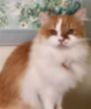 ragamuffin kittens red and white