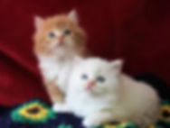 ragamuffin kittens