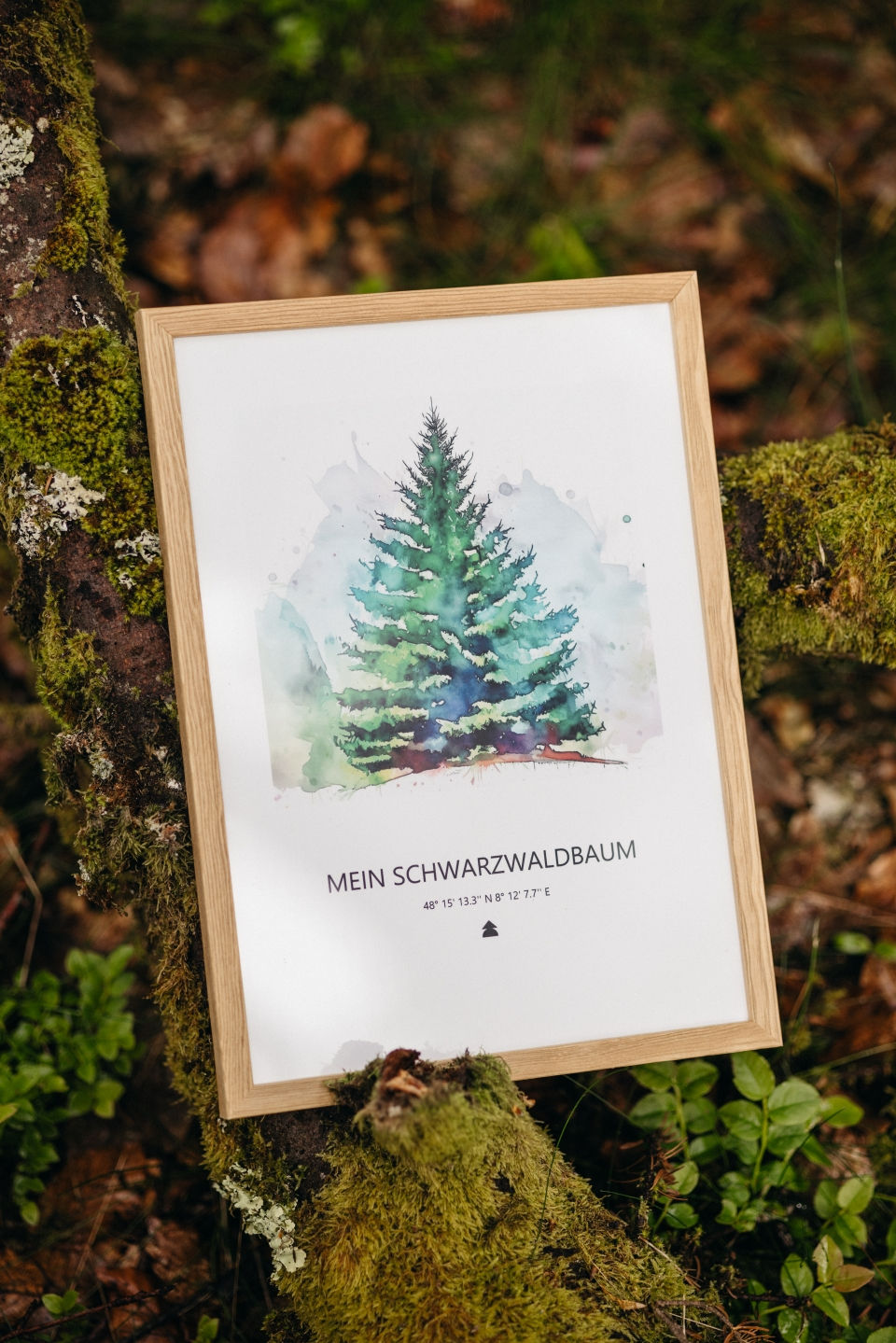 Miniaturbild: Baumspende & Aquarell 'Tanne classy' (PDF)