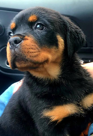 Gracie.jpg