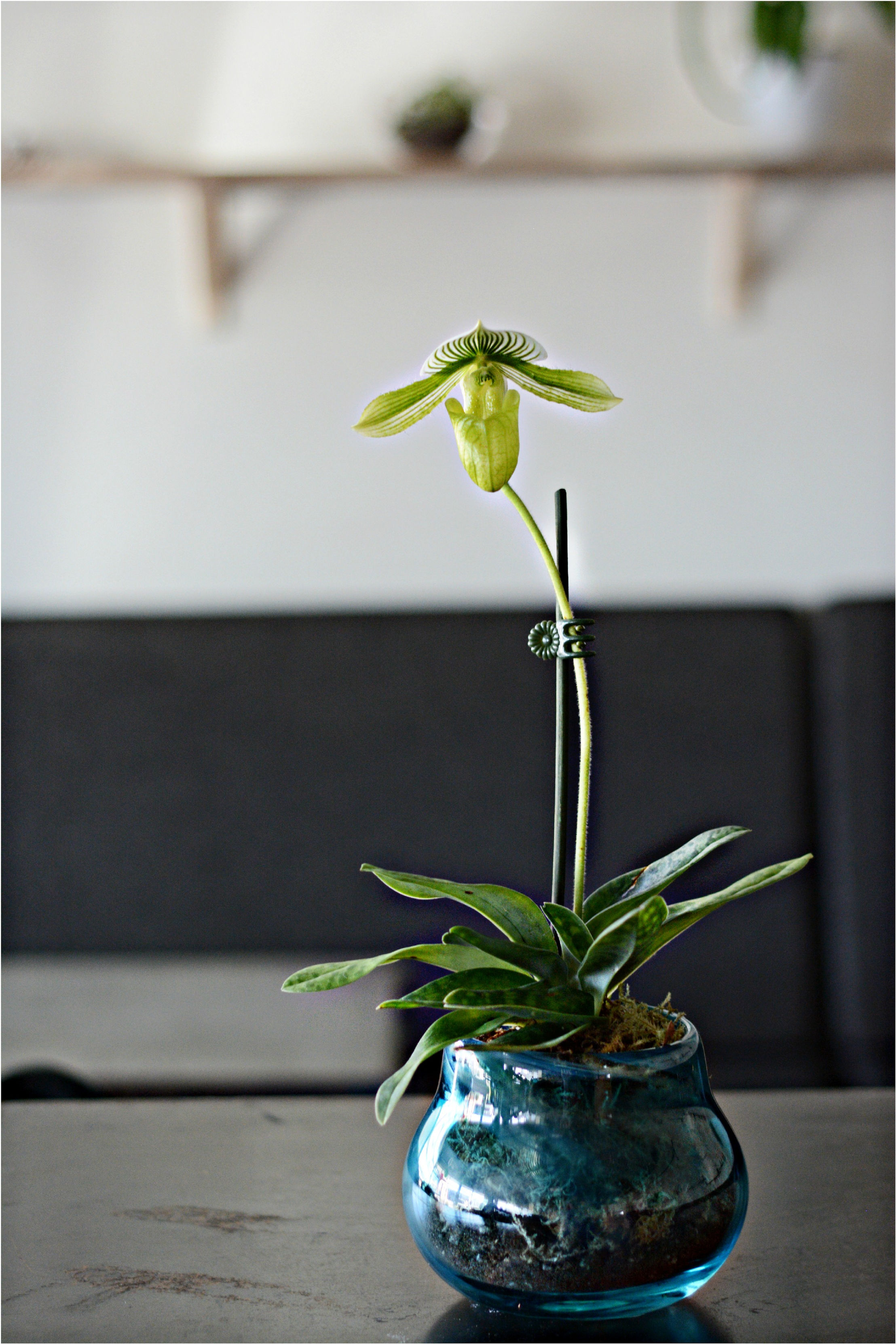 Plant memorial ashes in glass / glass art with ashes