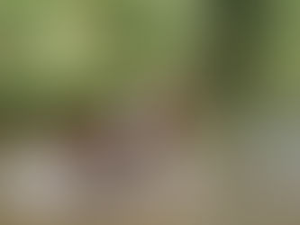 Why Weight Matters in Dogs: More Than Just a Number on the Scale