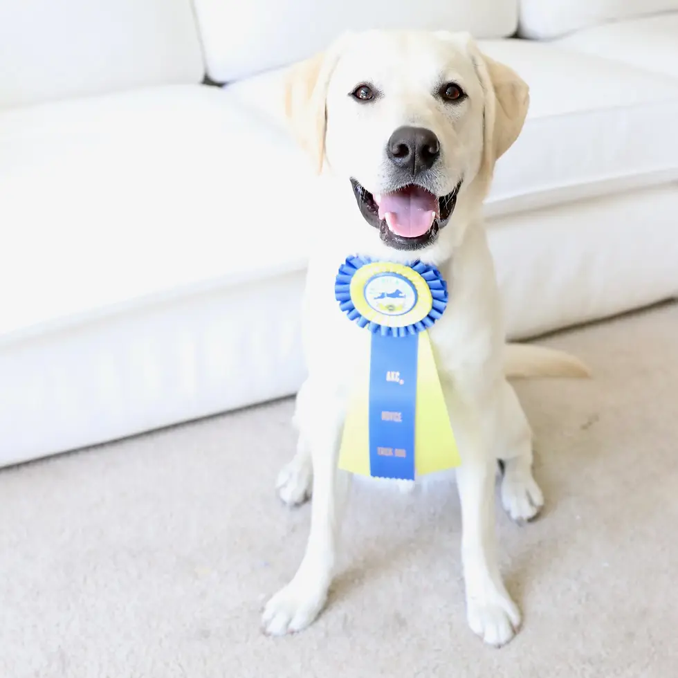 🐶 What Happens During an AKC Test?