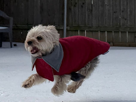 New Year, New Behavior: Start the Year Strong With Your Dog