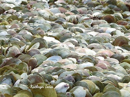 A Bed Of Scallop Shells 036