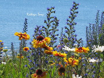 Meadow By The Sea 4842