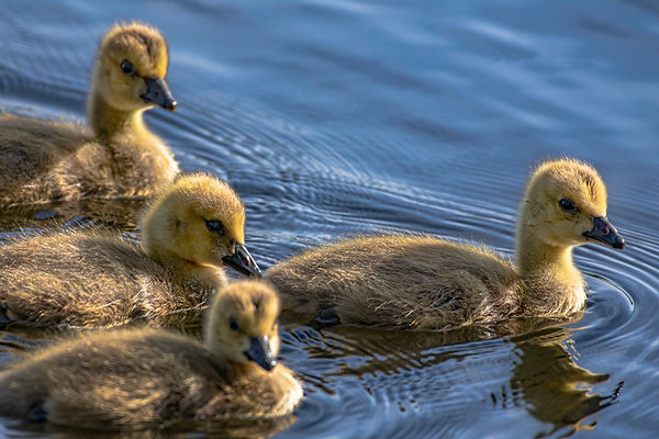 Cluster of baby swans.jpg