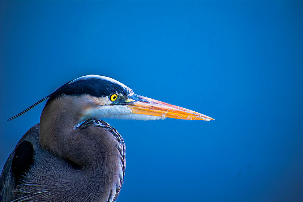 Great Blue Heron