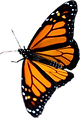 kathleenslodgebutterfly.png