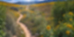 A winding mountain trail lined with sparse patches of sunflowers, grasses, and wildflowers