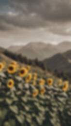 The background for a booking page for Sunflower Mountain Mental Health.jpg