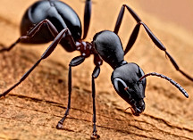 Black Ant _ Marvel Pest Control.jpg